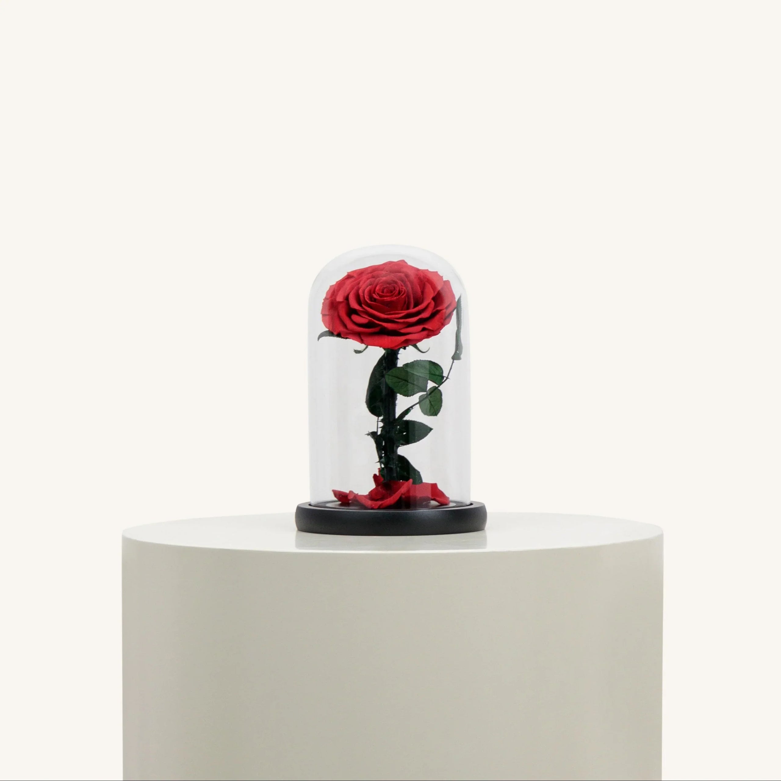 Wszystkie róże pod kloszem