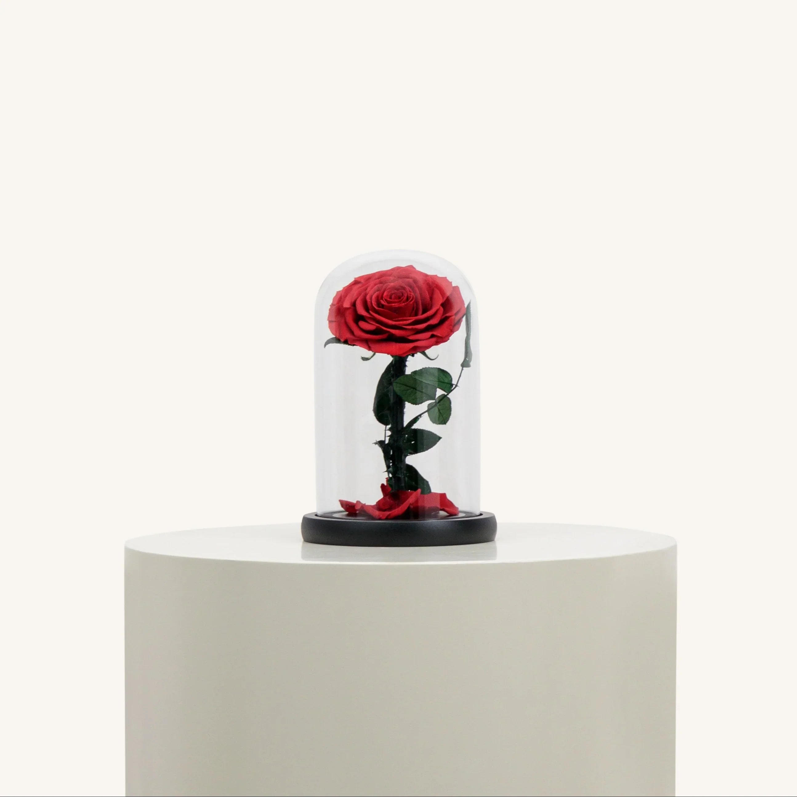 Wszystkie róże pod kloszem