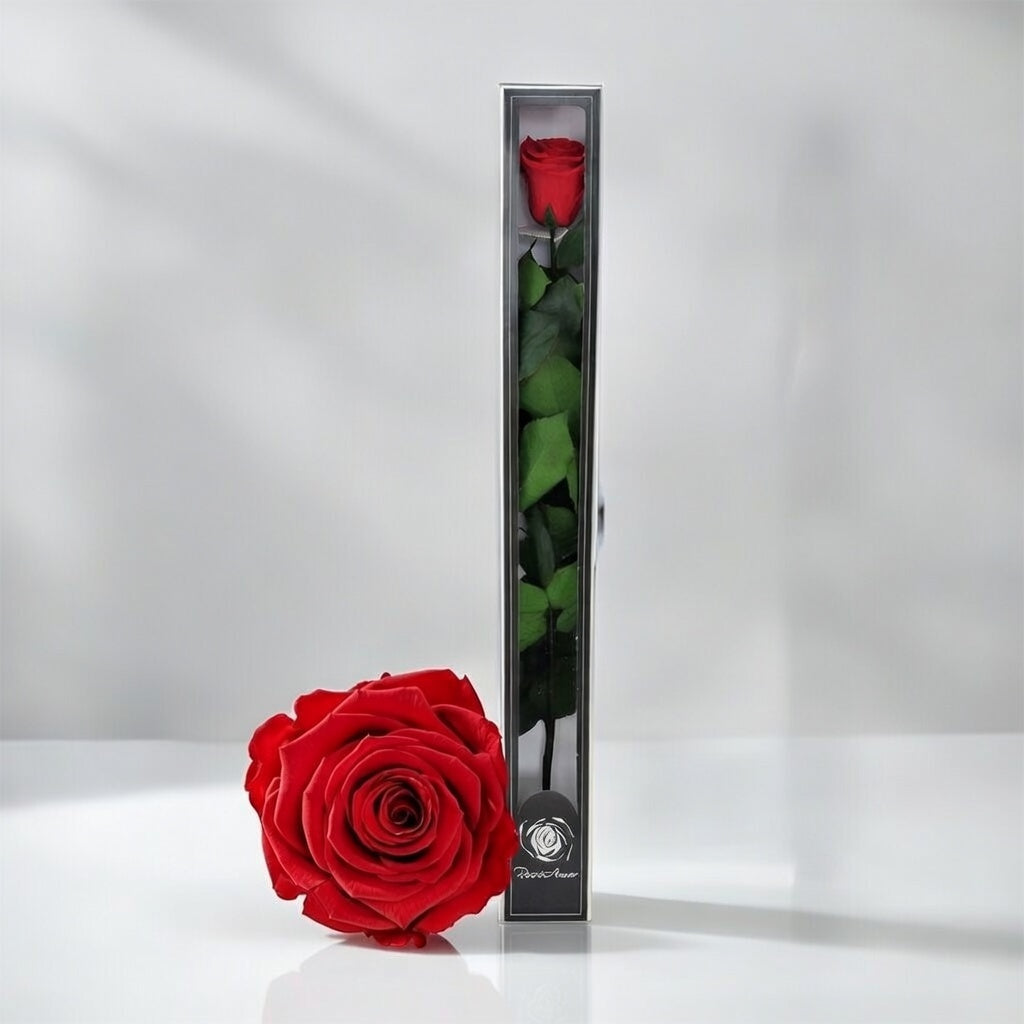 Róża wieczna z łodygą XL (60cm)