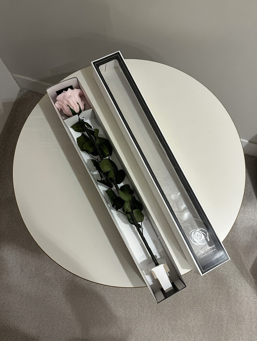 Róża wieczna z łodygą XL (60cm)