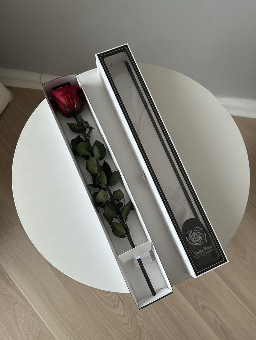 Róża wieczna z łodygą XL (60cm)