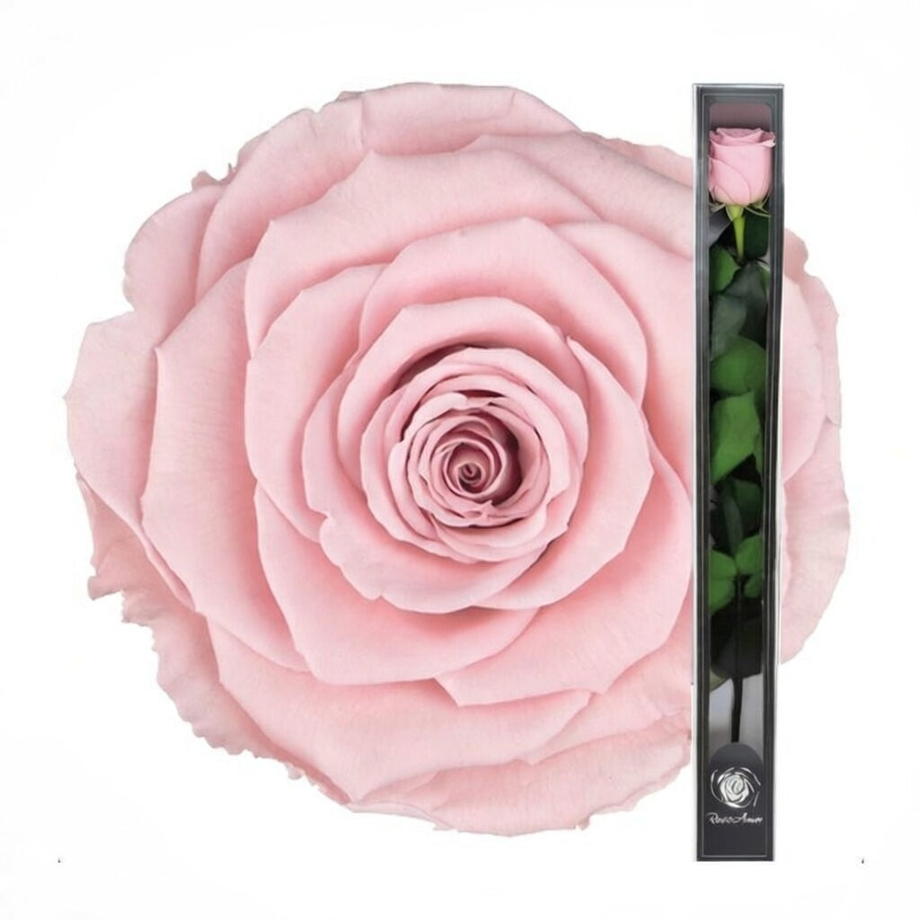 Różowa wieczna róża z łodygą