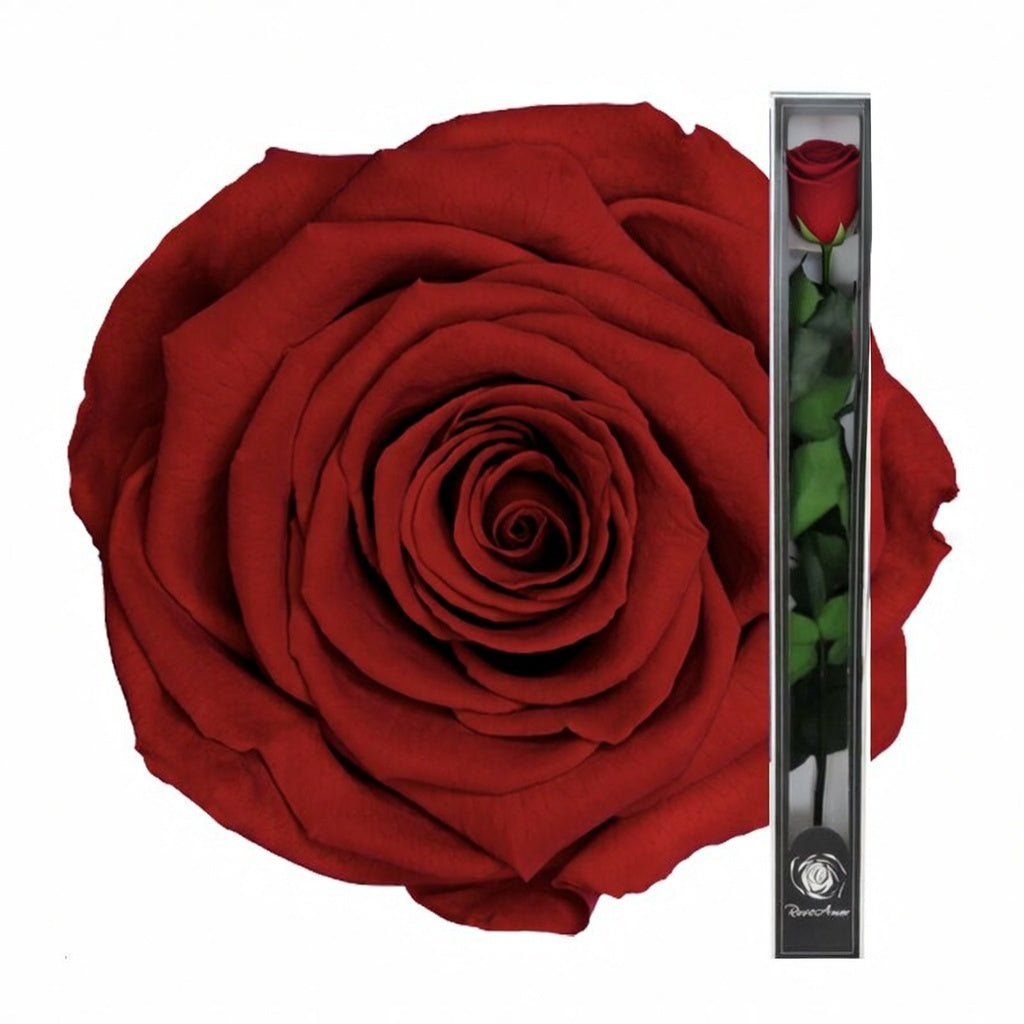 Ciemnoczerwona wieczna róża z łodygą (bordowa)