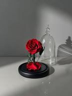 Prawdziwa wieczna róża XXL pod kloszem z LED