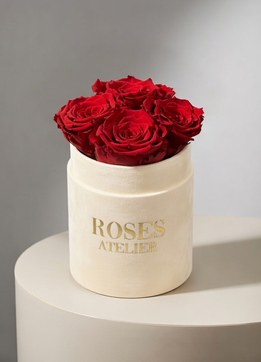 Czerwone wieczne róże w małym piaskowym flower boxie