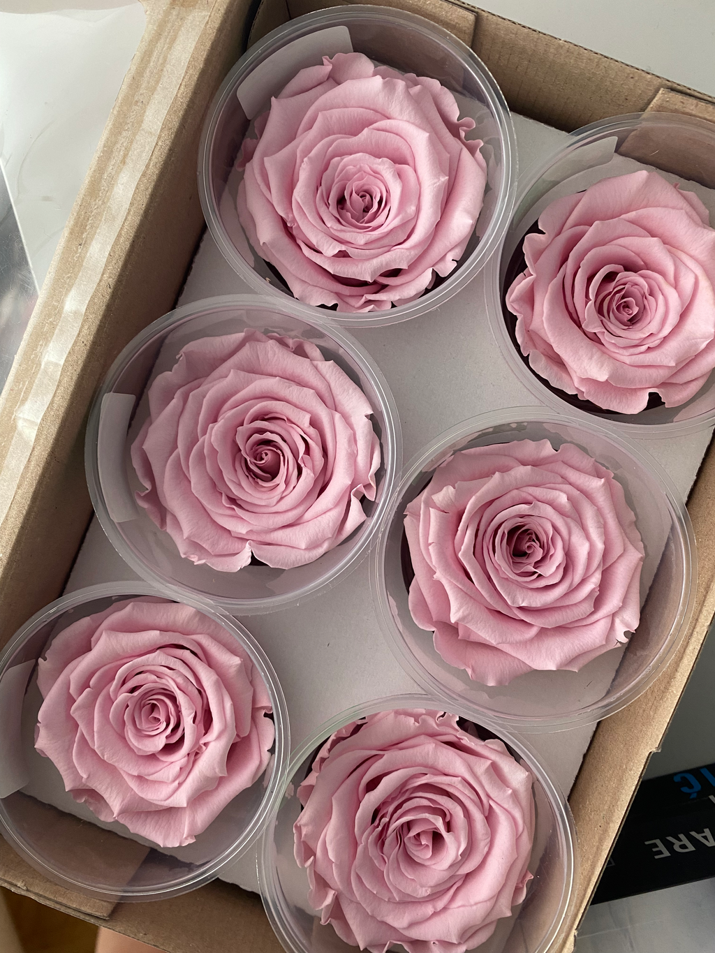 Wieczne róże - główka XL (5-6,5cm) - 1 szt.