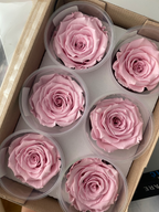 Wieczne róże - główka XL (5-6,5cm) - 1 szt.