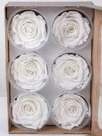 Wieczne róże - główka XL (5-6,5cm) - 1 szt.