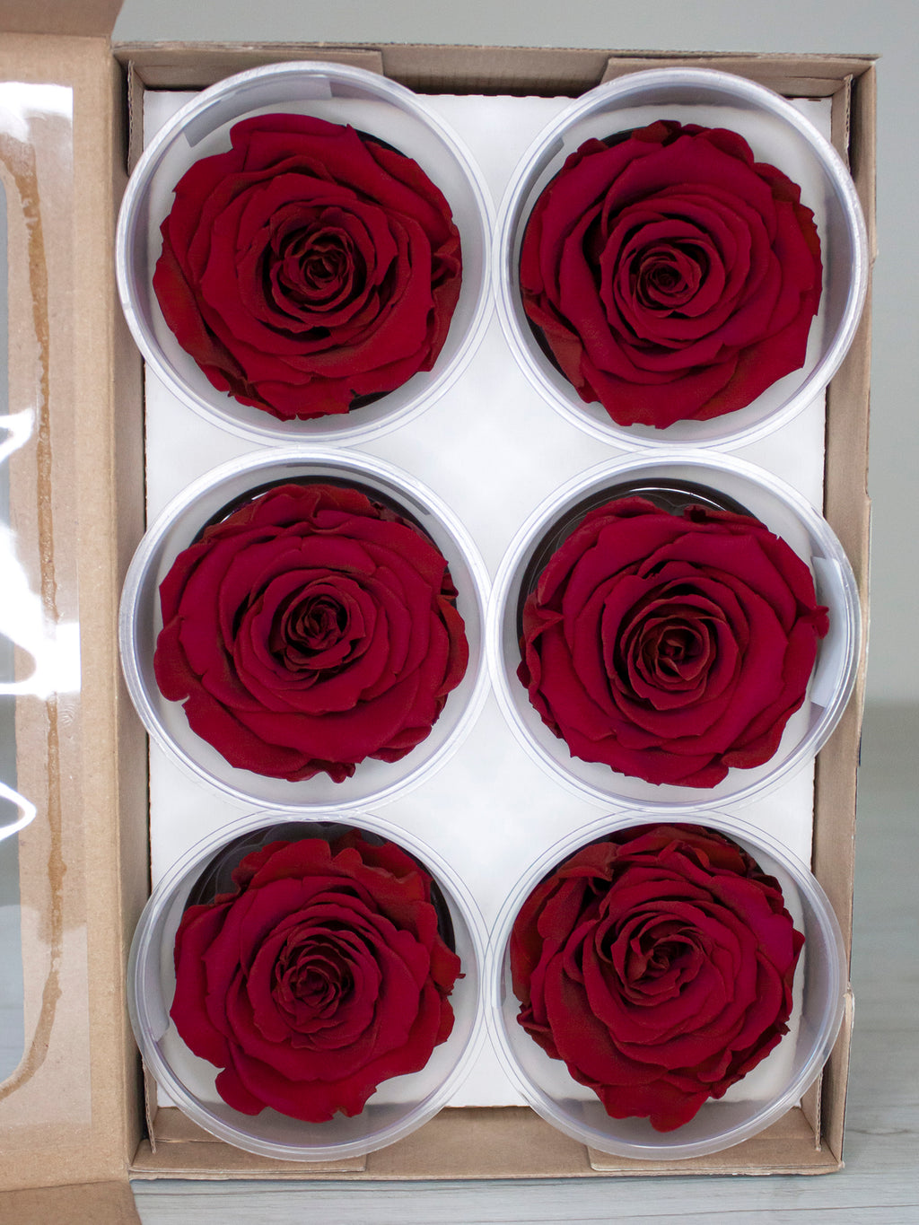 Wieczne róże - główka XL (5-6,5cm) - 1 szt.