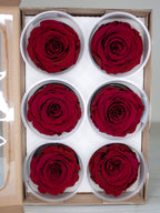 Wieczne róże - główka XL (5-6,5cm) - 1 szt.