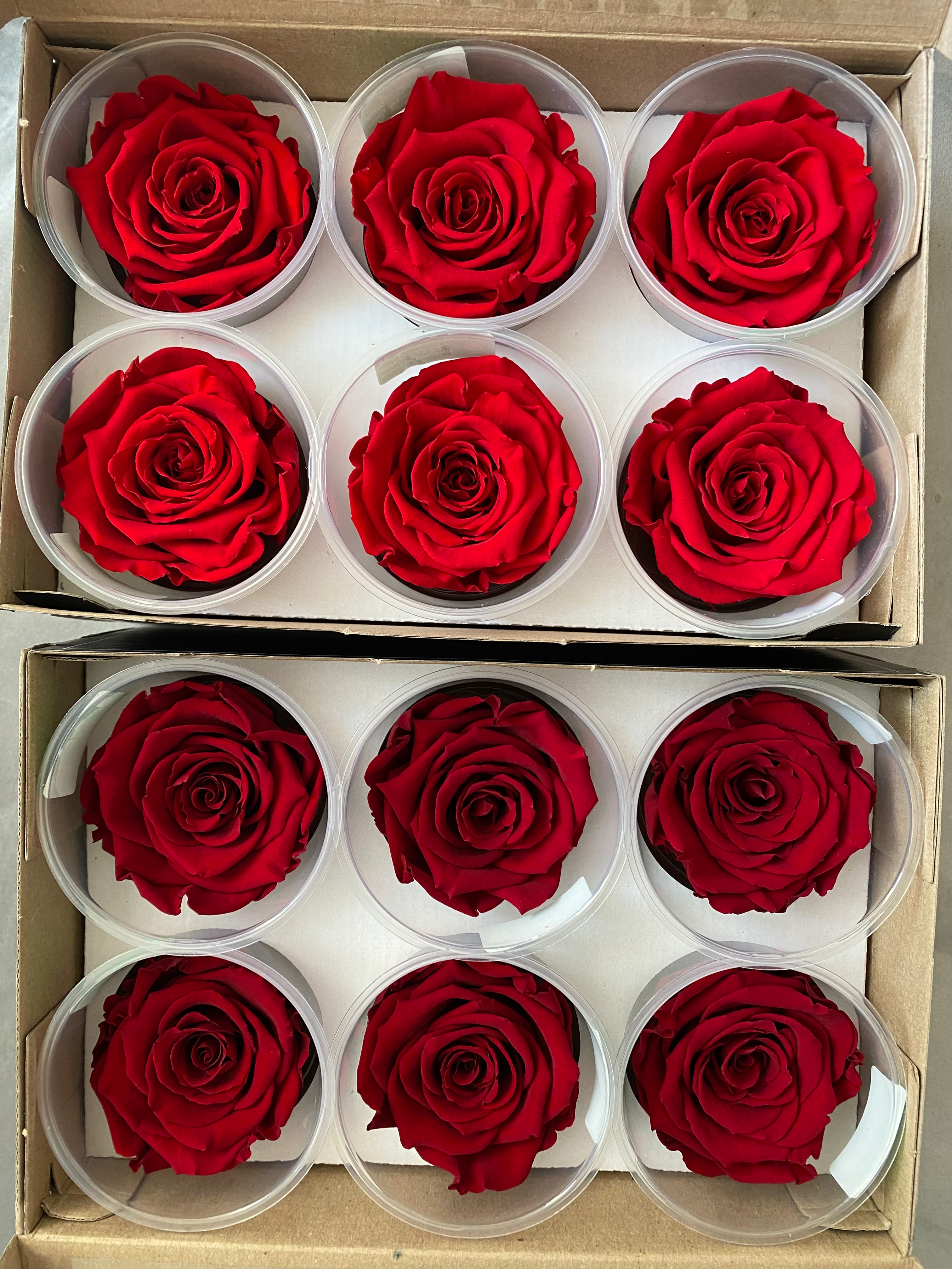 Wieczne róże - główka XL (5-6,5cm) - 1 szt.