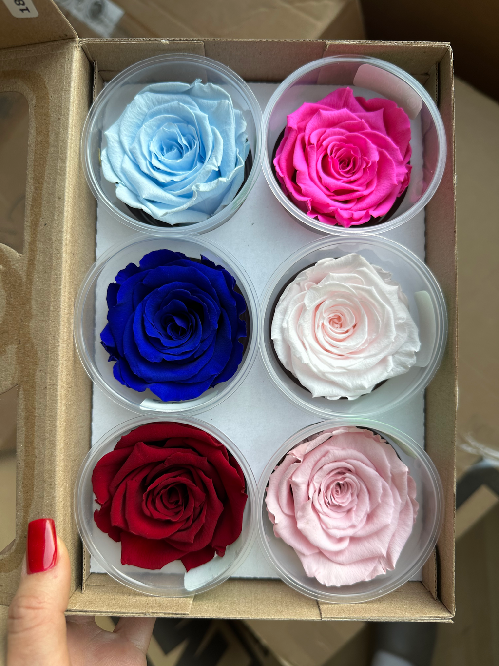 Wieczne róże - główka XL (5-6,5cm) - 1 szt.